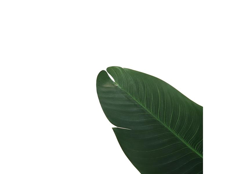 BANANA TREE NP1410_120  ΥΨΟΣ 120cm NewPlan