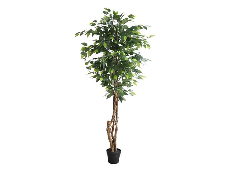 FICUS TREE NP5208_150   ΥΨΟΣ 150cm NewPlan