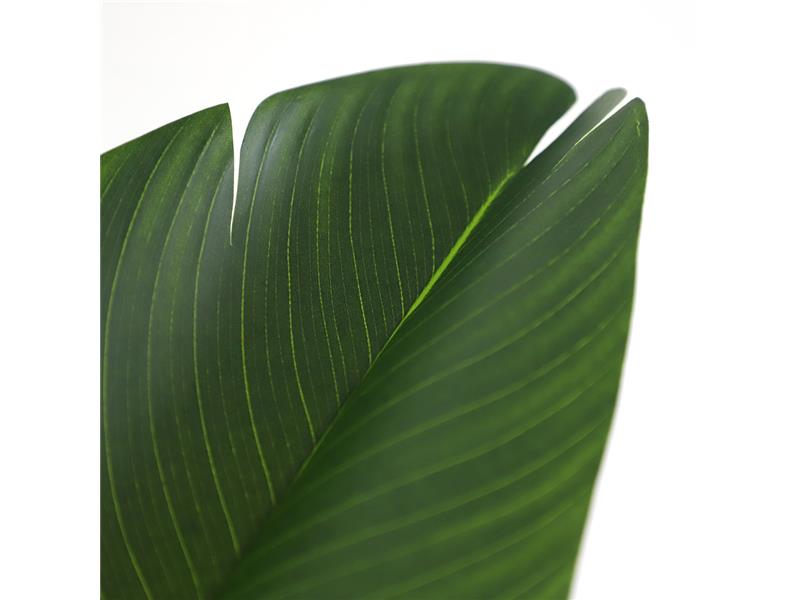 BIRD OF PARADISE  NP717_160  ΥΨΟΣ 160cm NewPlan