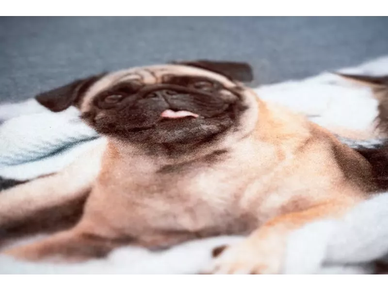 Sdim Πατάκι Εισόδου Μοκέτα με Αντιολισθητικό Υπόστρωμα Image 012 Cat Dog 40x40εκ. Πάχους 6mm