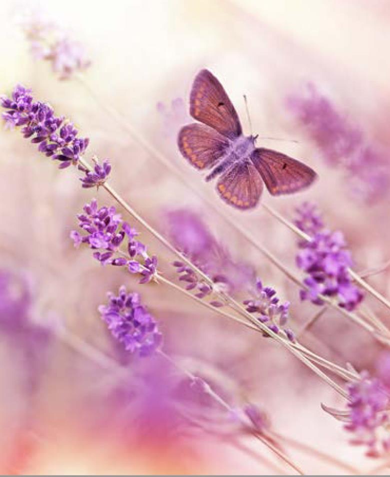 Roller και ταπετσαρία τοίχου E-181