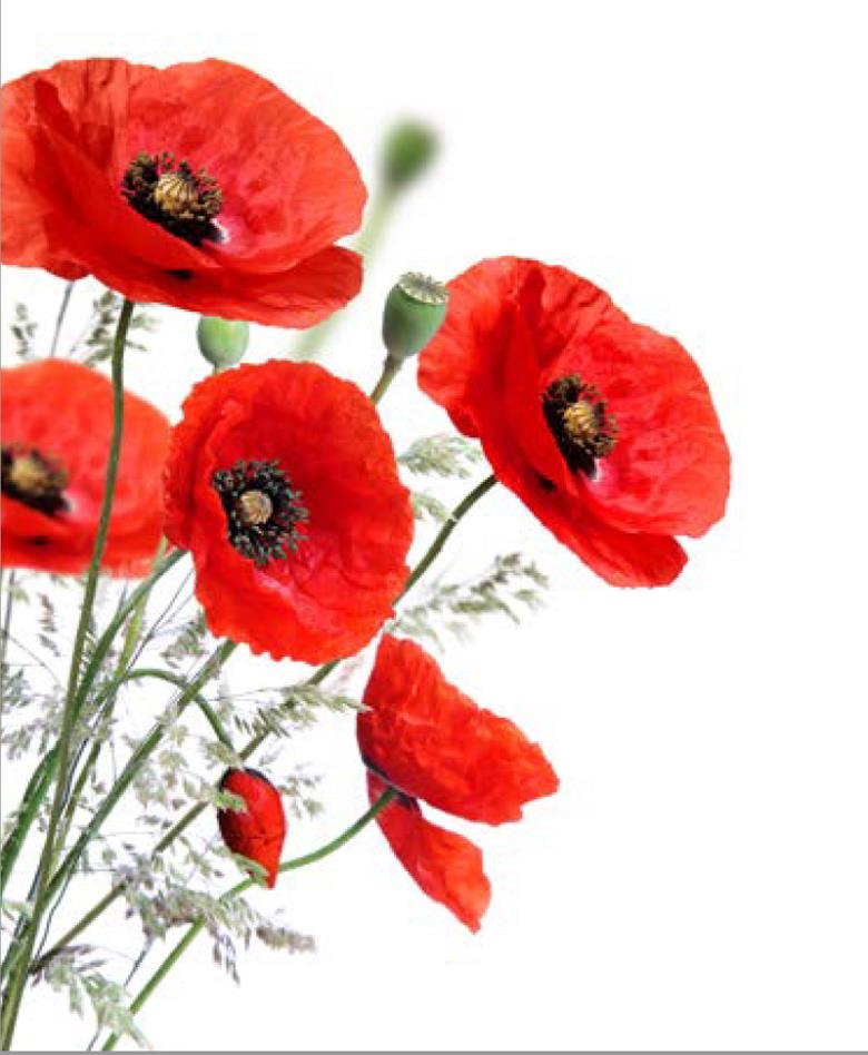 Roller και ταπετσαρία τοίχου E-183