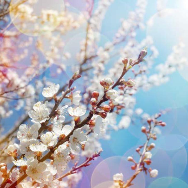 Roller και ταπετσαρία τοίχου E-187