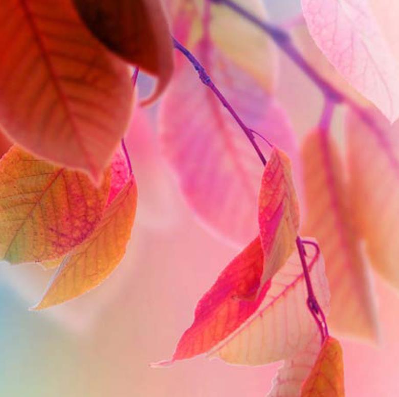 Roller και ταπετσαρία τοίχου E-188