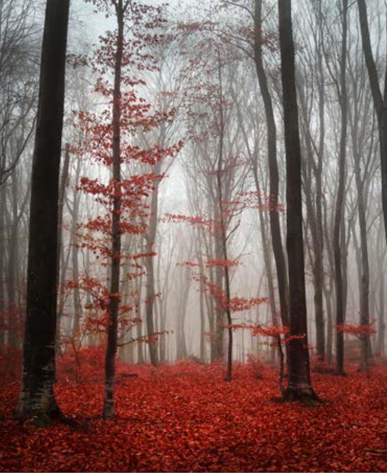 Roller και ταπετσαρία τοίχου E-216