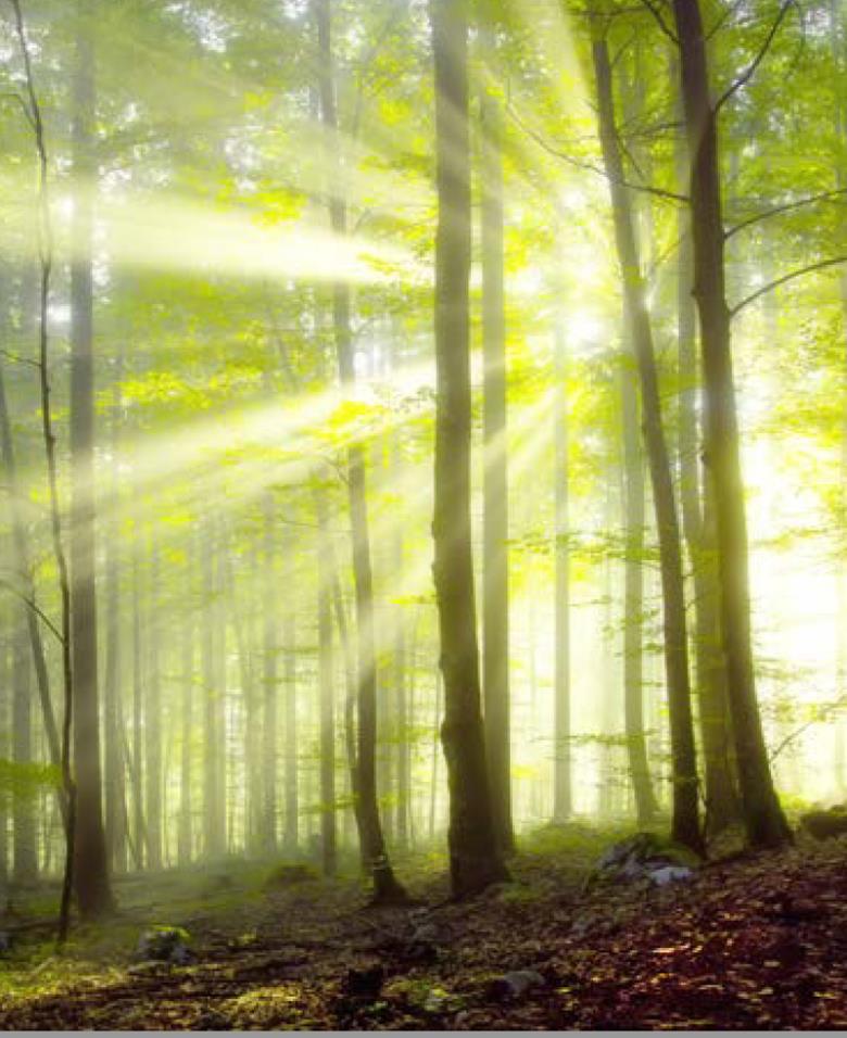 Roller και ταπετσαρία τοίχου E-217