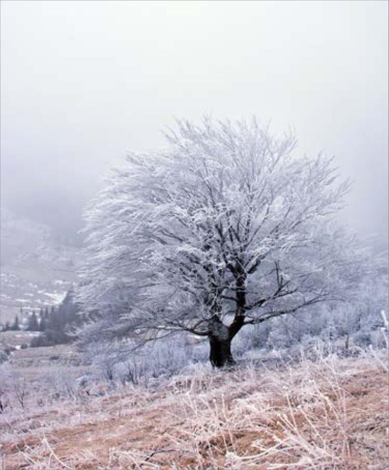 Roller και ταπετσαρία τοίχου E-220