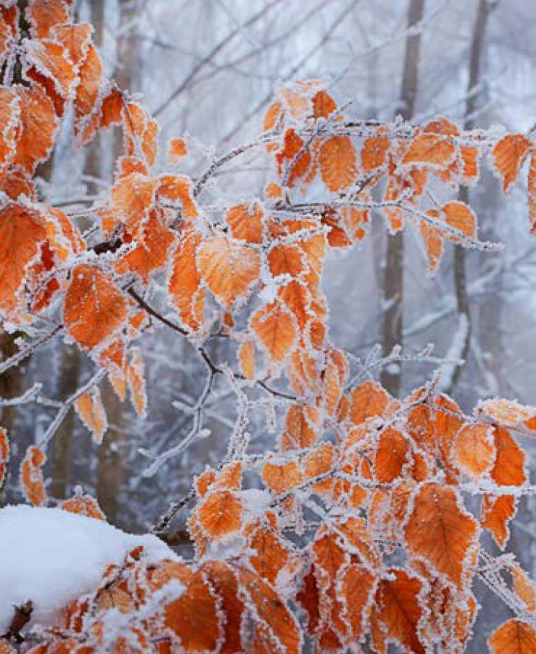 Roller και ταπετσαρία τοίχου E-221