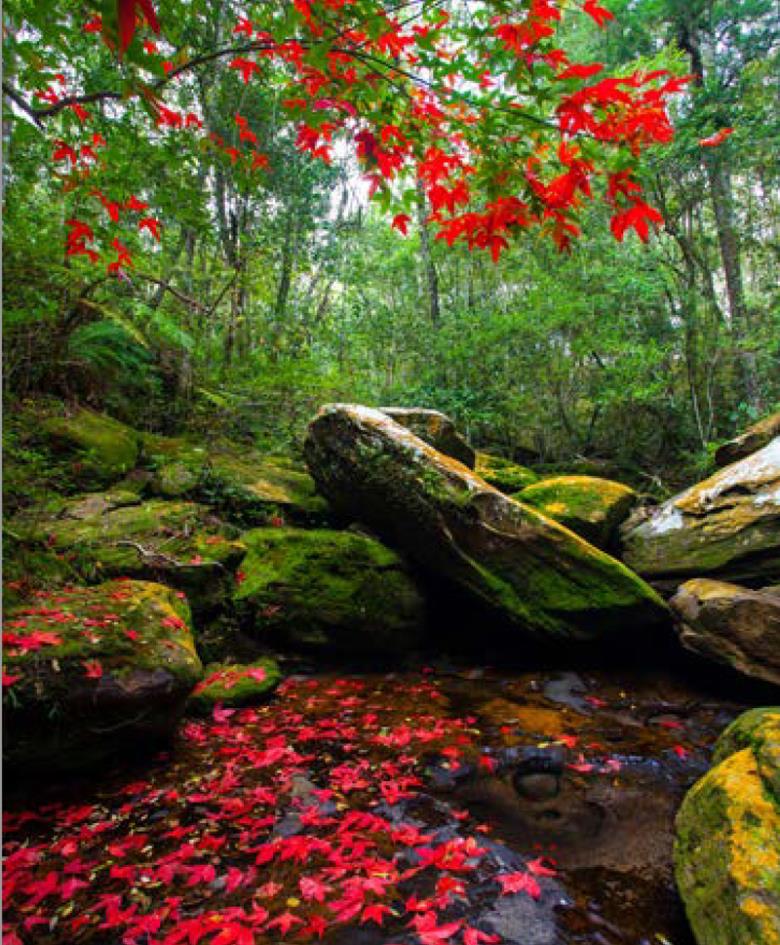 Roller και ταπετσαρία τοίχου E-224