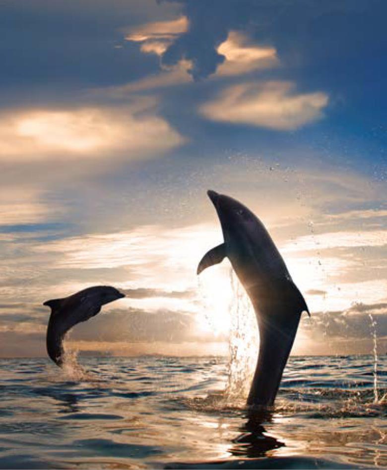 Roller και ταπετσαρία τοίχου E-230